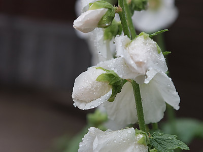 접시꽃 사진 - Althaea rosea Photos