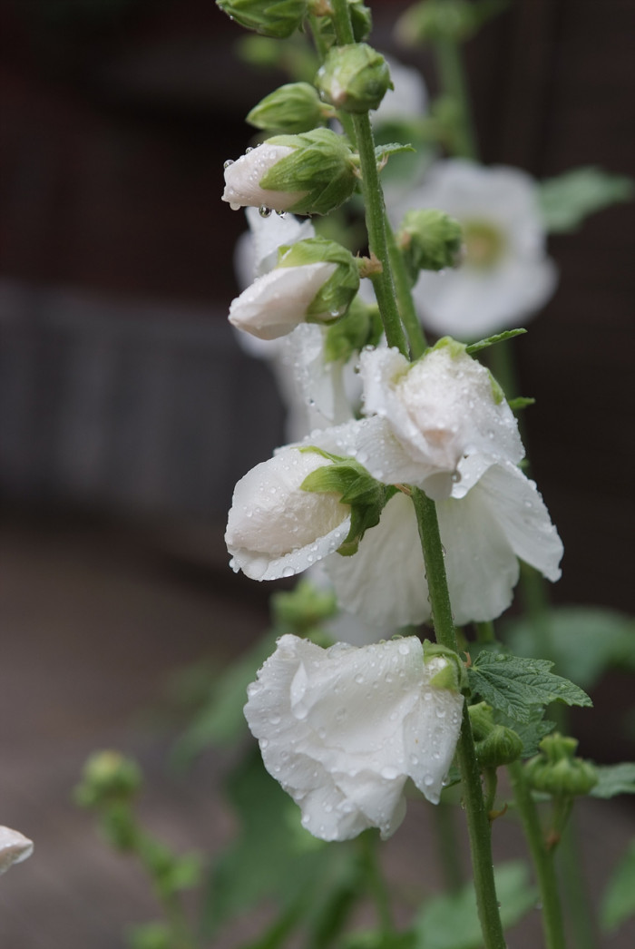접시꽃 - Alcea rosea, Althaea rosea