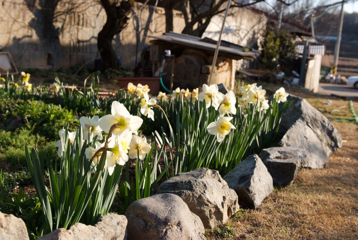 수선화 - daffodil, Narcissus tazetta var. chinensis