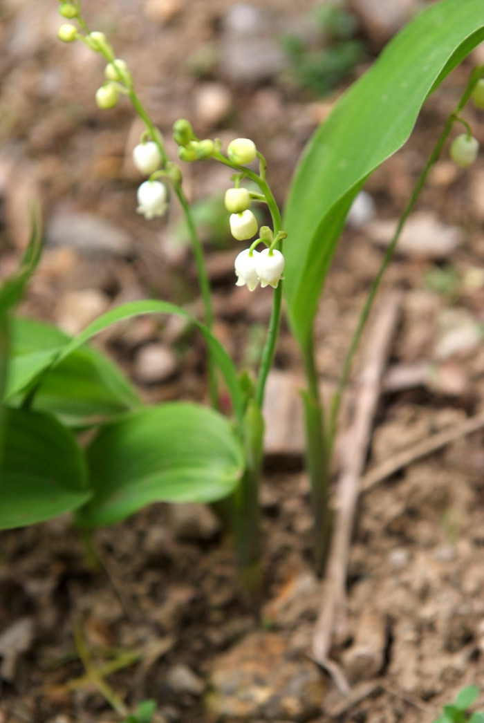 은방울꽃 - Convallaria keiskei Miq.