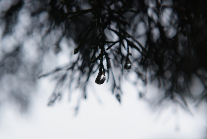 향나무 - Juniperus chinensis L.