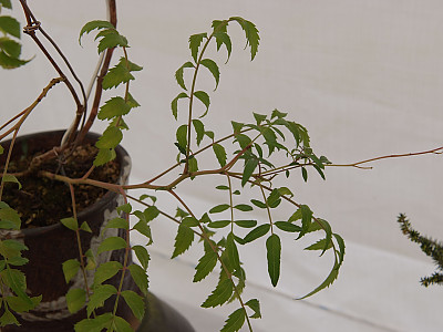 애기능소화 사진 - Tecomaria capensis Photos