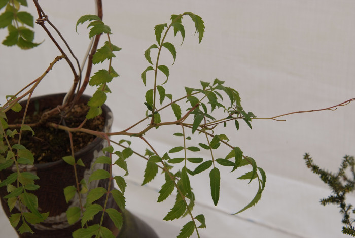 애기능소화 - Tecomaria capensis