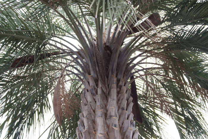 뷰티아야자 - Jelly palm, Butia odorata (Barb.Rodr.) Noblick