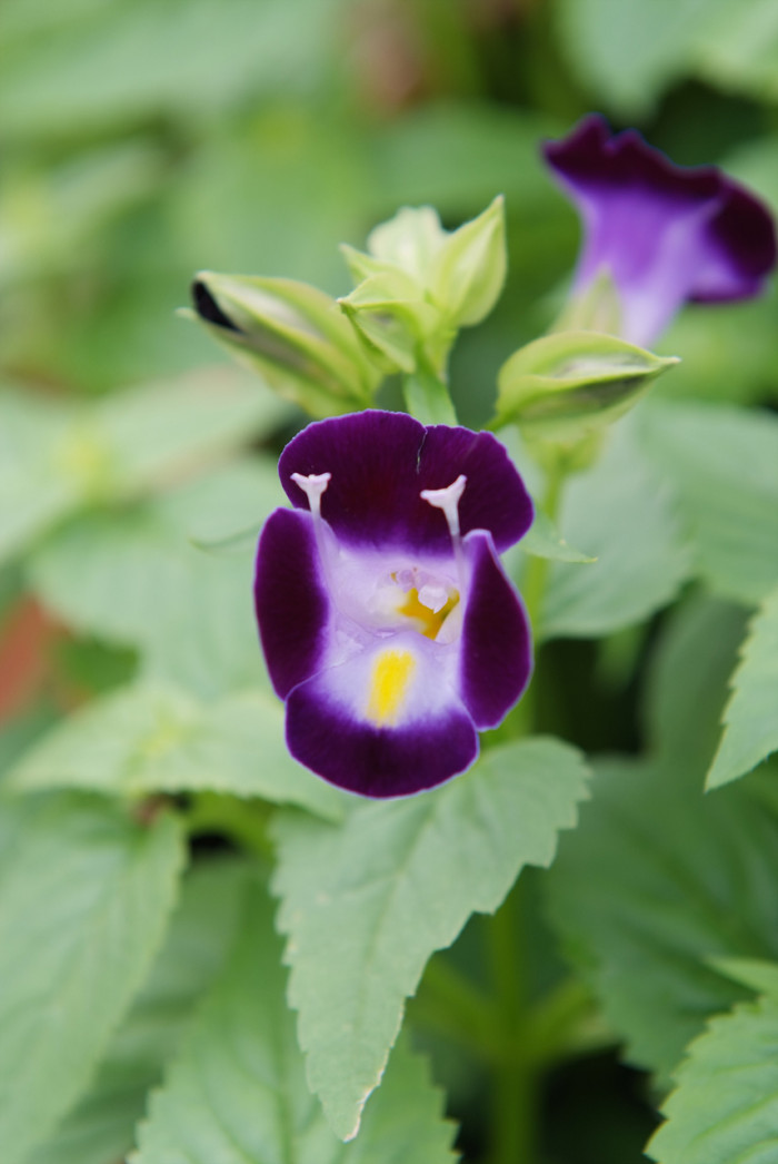 토레니아 - Torenia fournieri