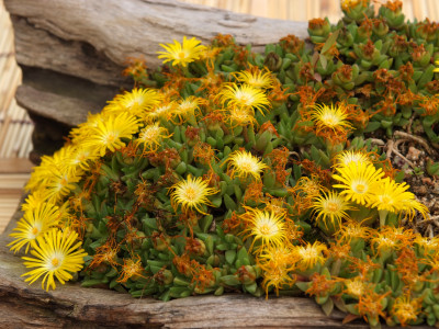 송엽국 사진 - Lampranthus spectabilis Photos