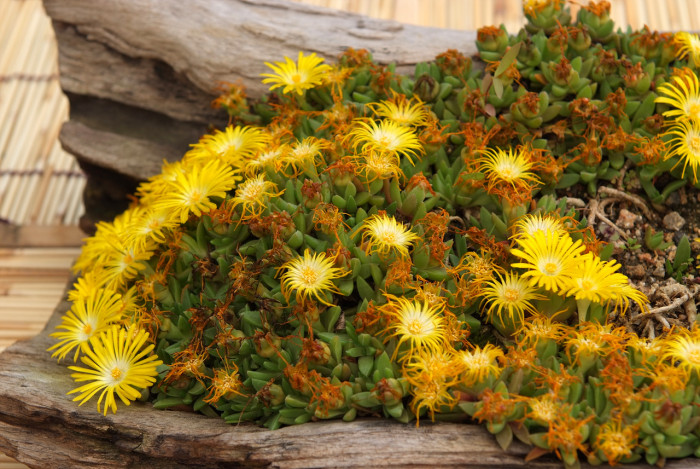 송엽국 - Trailing Ice Plant, Lampranthus spectabilis