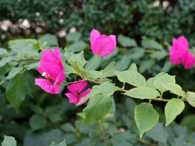 부겐베리아 사진 - Bougainvillea glabra Photos