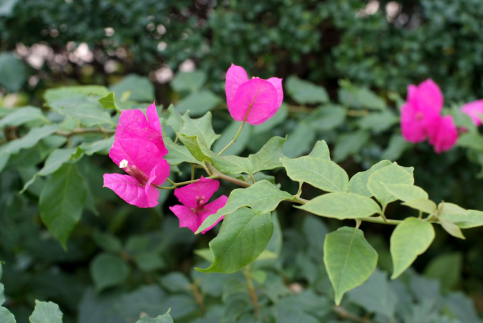 부겐베리아 - paper flower, Bougainvillea glabra