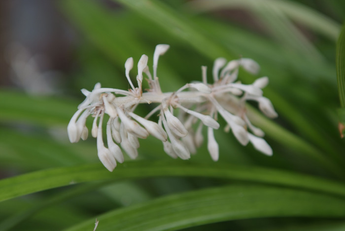 맥문아재비 - Ophiopogon jaburan (Kunth) Lodd.