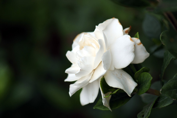 치자나무 - Gardenia jasminoides Ellis var. jasminoides