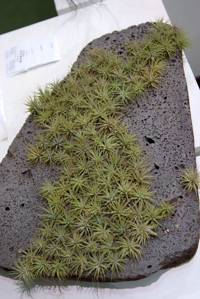 틸란디시아 - Tillandsia bergeri