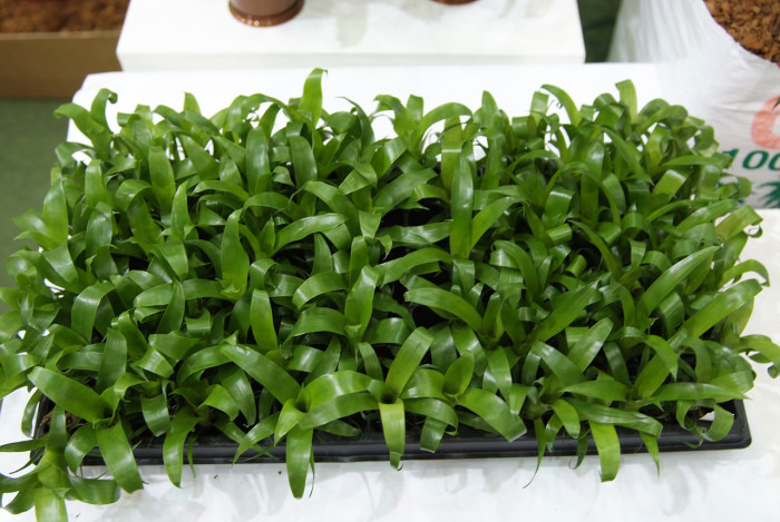 틸란디시아 - Tillandsia bergeri