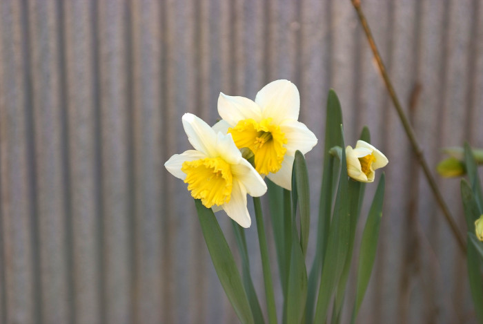 수선화 - daffodil, Narcissus tazetta var. chinensis