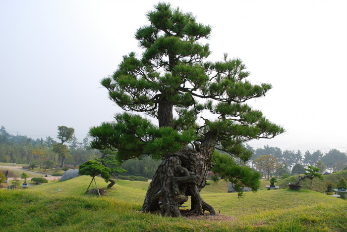 소나무 - Pine Tree, Pinus densiflora Siebold & Zucc.