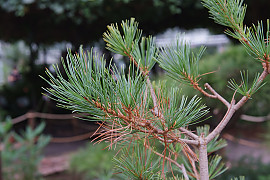 눈잣나무 - Pinus pumila (Pall.) Regel