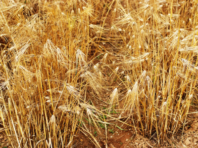보리 사진 - Hordeum vulgare var. hexastichon (L.) Asch. Photos