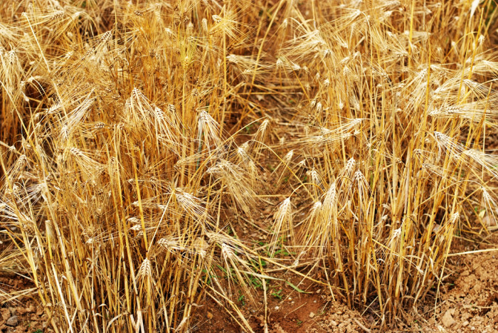 보리 - Hordeum vulgare var. hexastichon (L.) Asch.