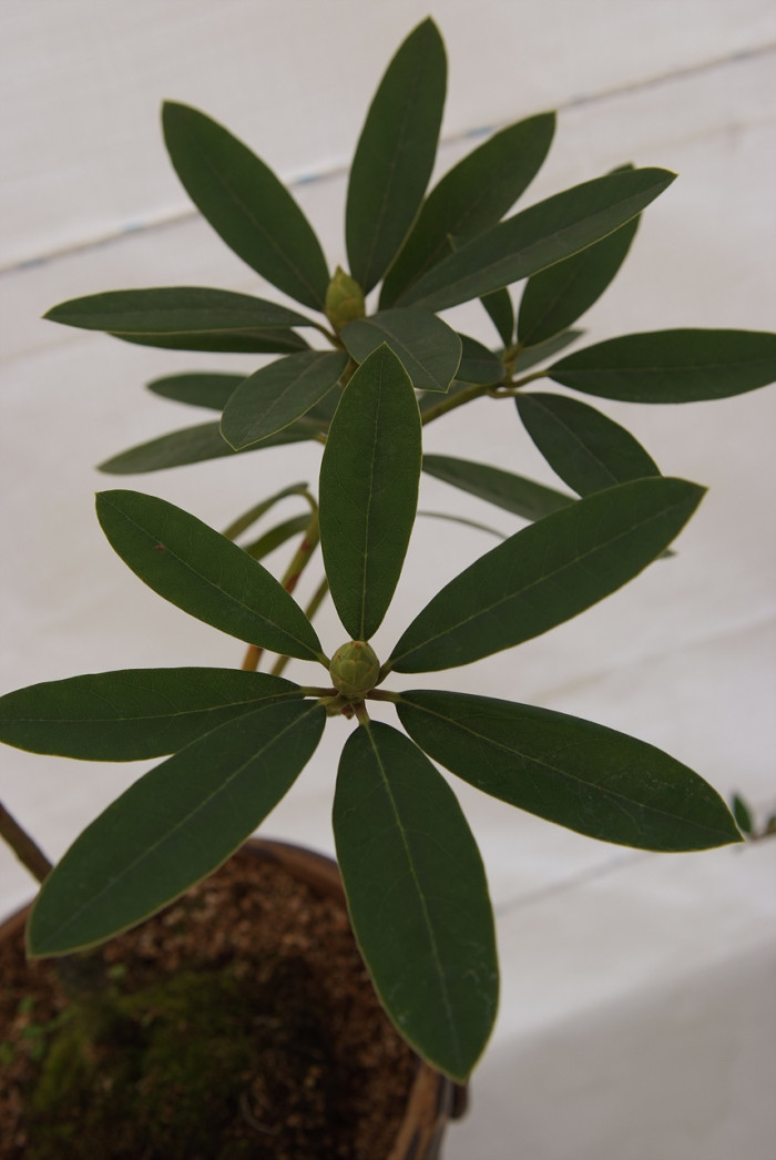 만병초 - Rhododendron brachycarpum D.Don ex G.Don
