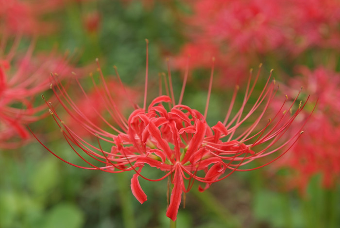석산 - red spider lily, Lycoris radiata