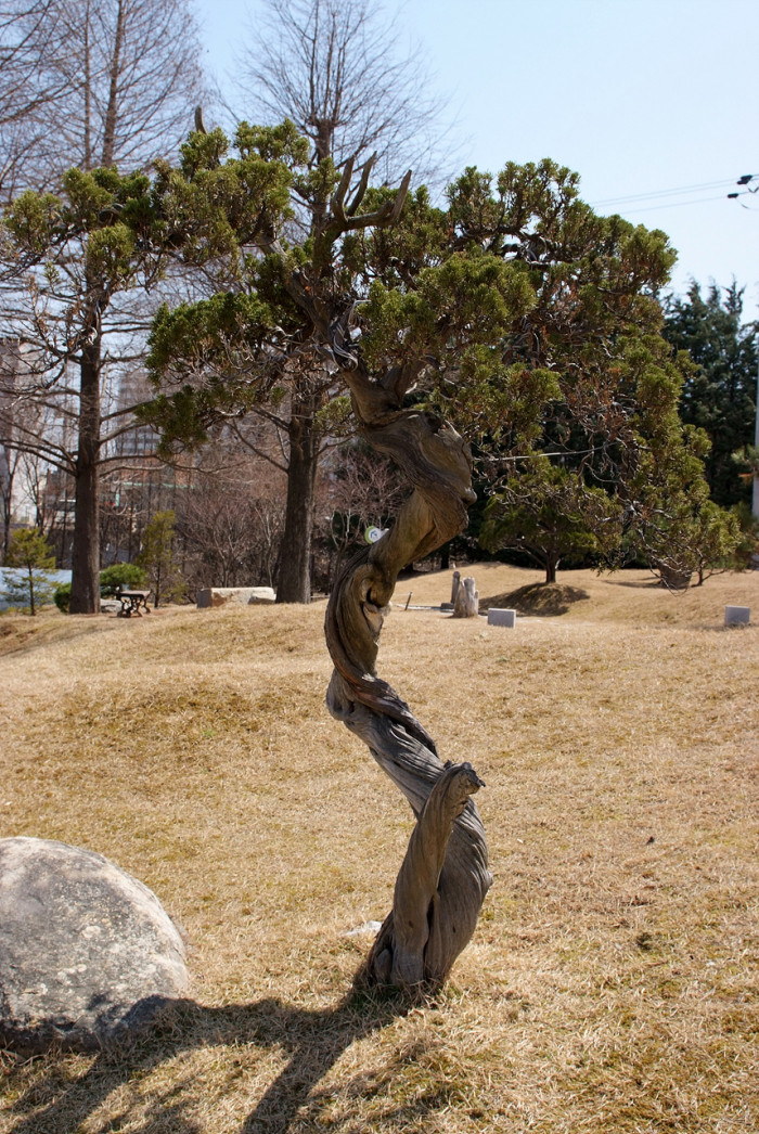 향나무 - Juniperus chinensis L.