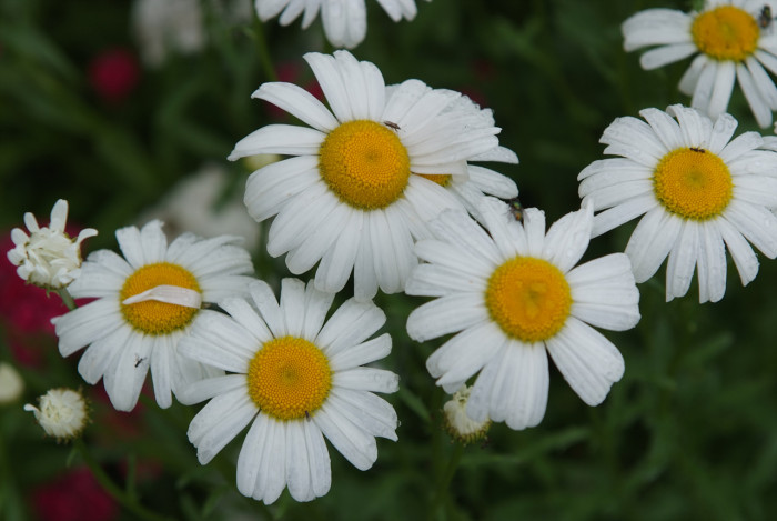 샤스타데이지 - Shasta daisy, Leucanthemum x superbum