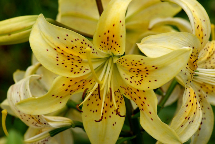 백합 - Lily, Lilium longiflorum Thunb.