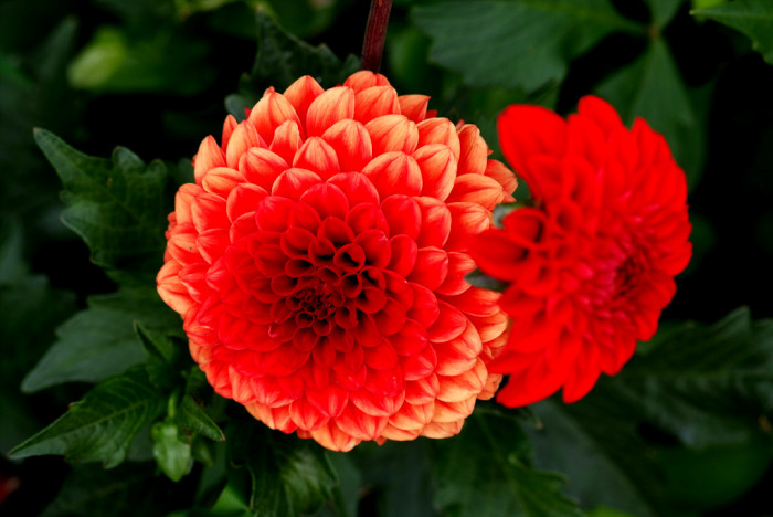 다알리아 - YELLOw BAIRD, Dahlia pinnata Cav.