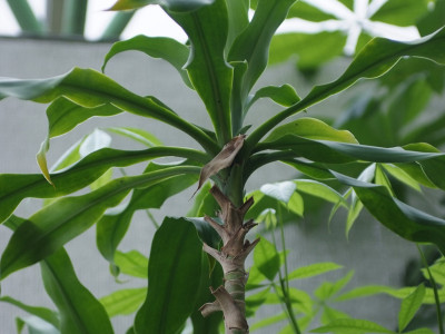 행운목 사진 - Dracaena fragrans \'Massangeana\' Photos