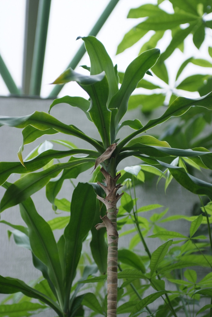 행운목 - Corn plant, Dracaena fragrans 