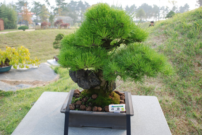 곰솔 - Pinus thunbergii Parl.