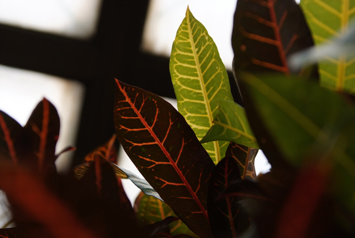 크로톤 - Croton codiaeum revolution, croton,Codiaeum variegatum,pictum