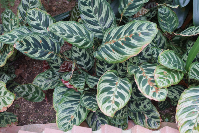 칼라데아 마코야나 - Calathea makoyana