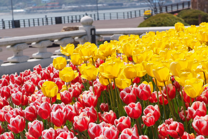 튤립 - Tulip, Tulipa gesneriana