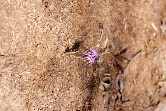 처녀치마 - Heloniopsis orientalis