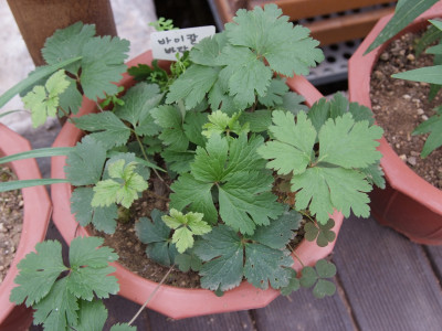 바이칼바람꽃 사진 - Anemone glabrata (Maxim.) Juz. Photos