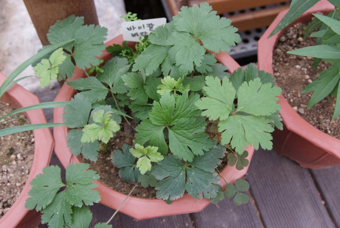 바이칼바람꽃 - Anemone glabrata (Maxim.) Juz.