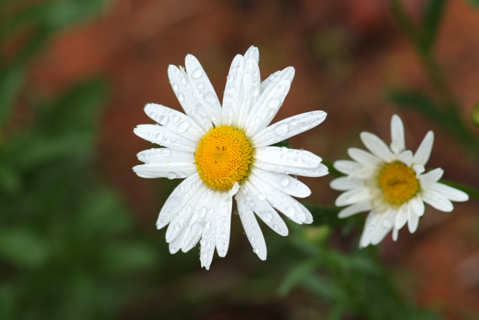 샤스타데이지 - Shasta daisy, Leucanthemum x superbum