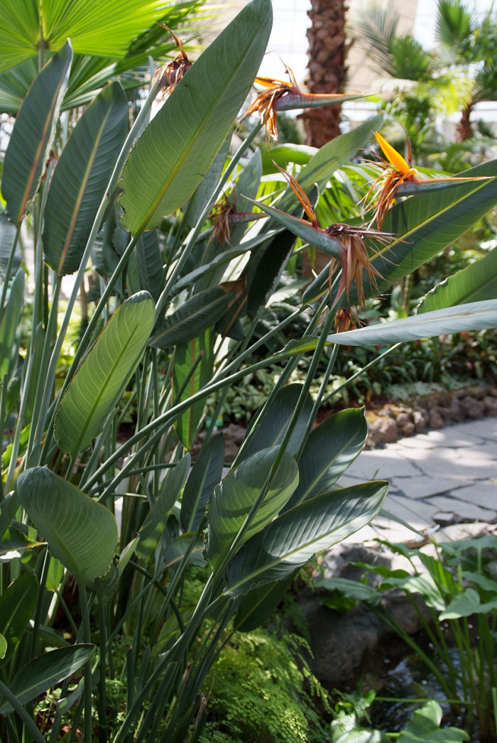 극락조화 - Bird of paradise, Strelitzia reginae