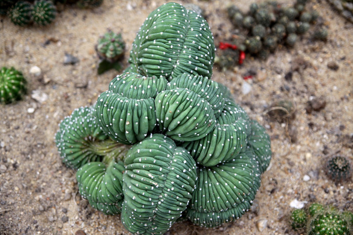 제금관 - Cristata, Euphorbia lactea Variegata