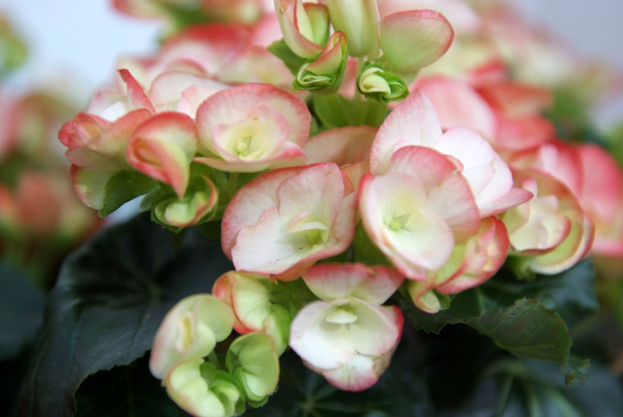 꽃베고니아 - Wax Begonias, Begonia semperflorens