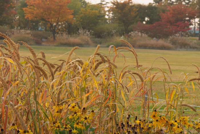 조 - Setaria italica (L.) P.Beauv.