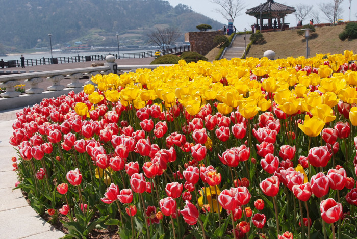 튤립 - Tulip, Tulipa gesneriana