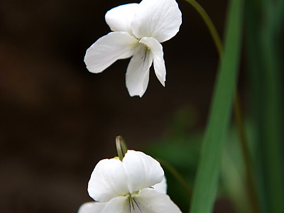 흰제비꽃 사진 - Viola patrinii DC. ex Ging. Photos