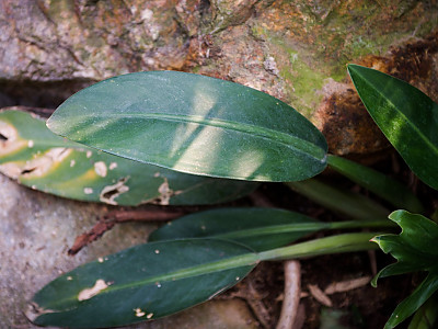 필로덴드론 카니폴리움 사진 - Philodendron cannifolium Mart.ex Kunth Photos