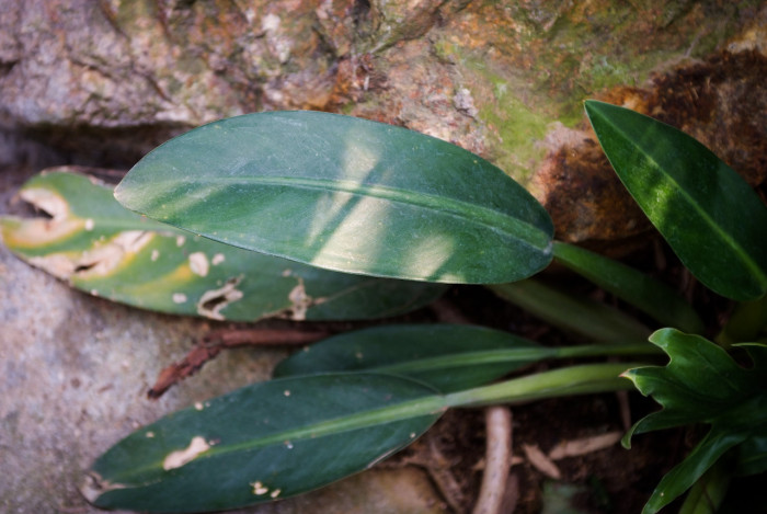 필로덴드론 카니폴리움 - Flask Philodendron, Philodendron cannifolium Mart.ex Kunth