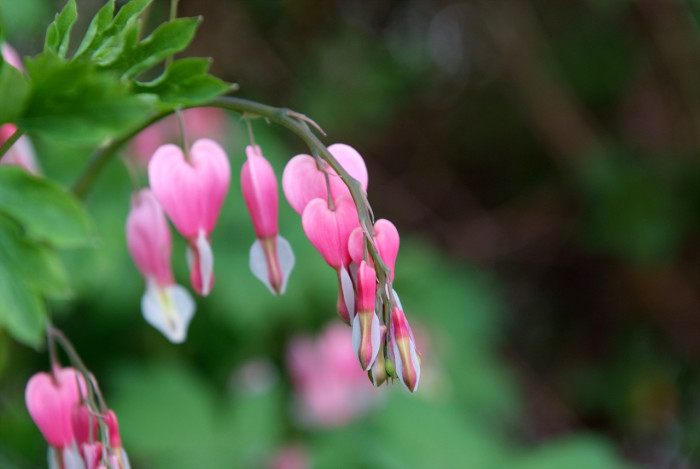 금낭화 - Dicentra spectabilis
