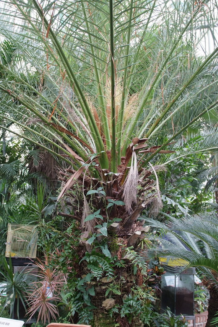 카나리아야자 - Canary Island date palm, Pineapple palm, Phoenix canariensis