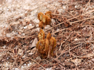 관중 사진 - Dryopteris crassirhizoma Photos