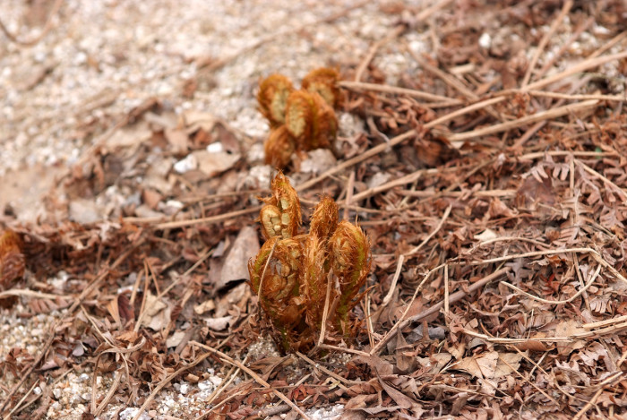 관중 - Rock  fern, Dryopteris crassirhizoma
